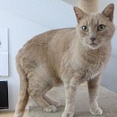 Puma 1