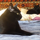 Charly und Chaplin ... ehemals Zelda und Midas geniessen das Leben!
