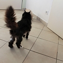 Mucki