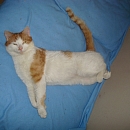 Julius