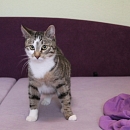 Linus