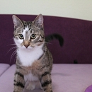 Linus
