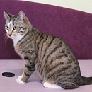 Linus
