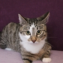 Linus
