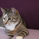 Linus