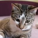 Linus