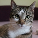 Linus