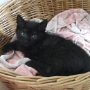 Babsie