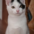 Amigo