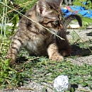 Frodo