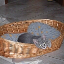 Elion