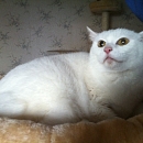 Elody