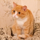 Lusya