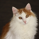 Odin