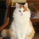 Odin