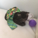 Ari