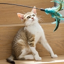 Pina