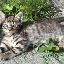 Fanni