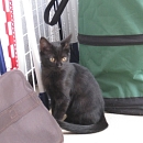 Nerina