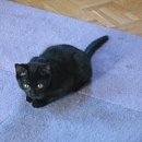 Nerina