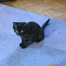 Nerina