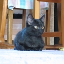 Nerina