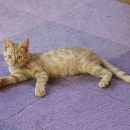 Zorino