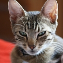 Sarabi