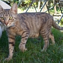 Sarabi
