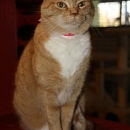 Charline