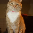 Charline