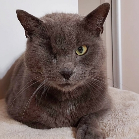 Arthur - FELV+ Wohnungshaltung