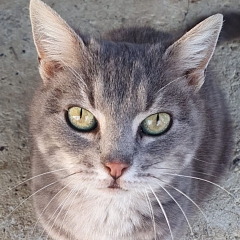 Mali
