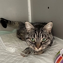 Chaplin - scheuer Schatz, nur Wohnungshaltung