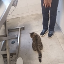 Chaplin - scheuer Schatz, nur Wohnungshaltung