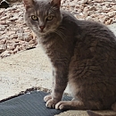 Mali