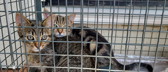 Kastration und medizinische Versorgung verwilderter & gefundener Katzen im Dreiländereck CH-F-D 2025