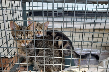 Kitten einer wilden Katzenmutter in der Falle 