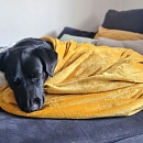 Vinni – sensibler Herzenshund mit großem Potenzial