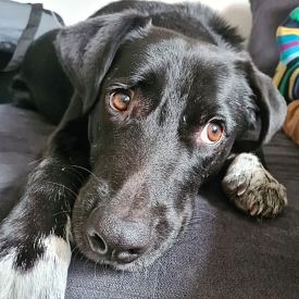 Vinni – sensibler Herzenshund mit großem Potenzial