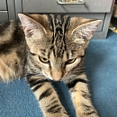 Bindi