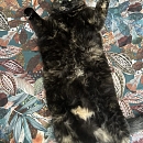 Mimi 