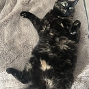 Mimi 
