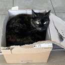 Mimi 