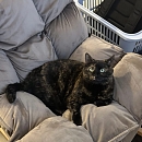 Mimi 
