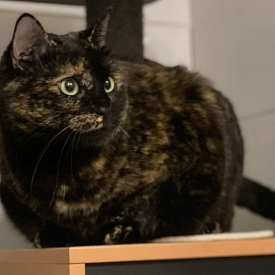 Mimi 
