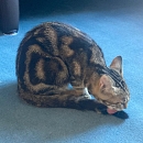 Balu