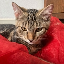 Bindi