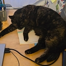 Mimi in der Pflegefamilie - tiefenentspannt und sehr verschmust