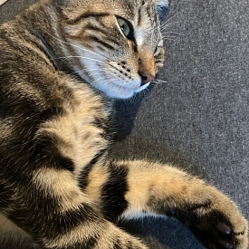 Balu